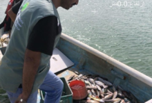 بيئة مكة تفحص 500 قارب في 85 جولة لحماية الثروة السمكية