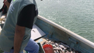 بيئة مكة تفحص 500 قارب في 85 جولة لحماية الثروة السمكية