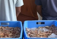 ضبط 5 مخالفين للصيد دون تصريح في القنفذة - التفاصيل