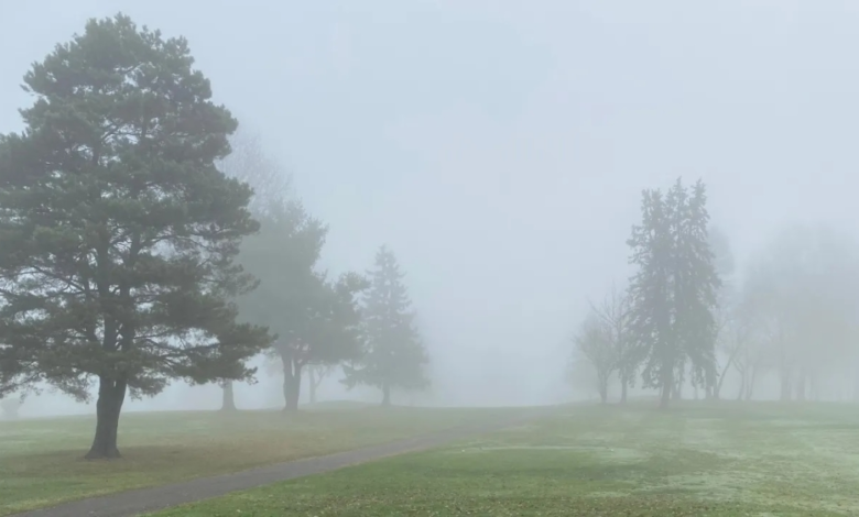 Saudi Arabia weather today: Fog and reduced visibility in 6 regions