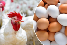 السماح باستيراد الدواجن والبيض من الدنمارك وإيرلندا وفرنسا