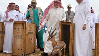 إطلاق 10 آلاف كائن فطري في السعودية: إنجاز بيئي ضخم