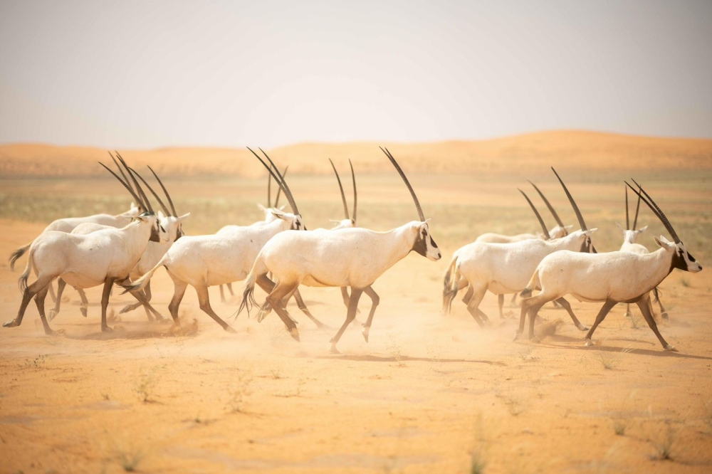 إطلاق الكائنات الفطرية في السعودية