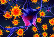 الصحة العالمية: خطر تفشي فيروس نيباه منخفض عالمياً