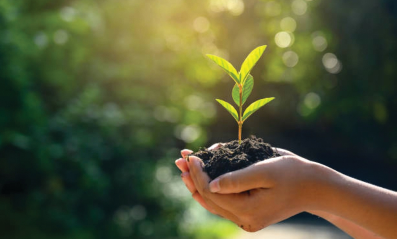 تشجير مساجد جازان: مبادرة بيئية بمشاركة 1152 متطوعاً