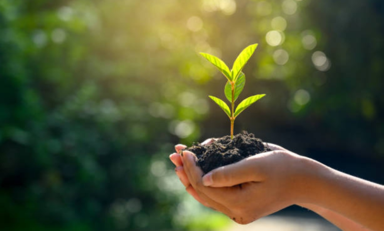 البرنامج الوطني للتشجير يوقع 8 اتفاقيات لزراعة 8 ملايين شجرة