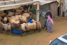 انتعاش أسواق الماشية في الحدود الشمالية قبل رمضان