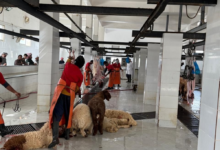 Hafar Al-Batin Environment Authority intensifies monitoring of slaughterhouses during Ramadan