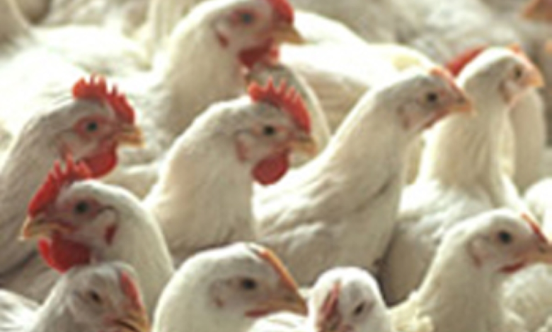 Abundant chicken and eggs in the Eastern Province during Ramadan: Ministry of Environment plan