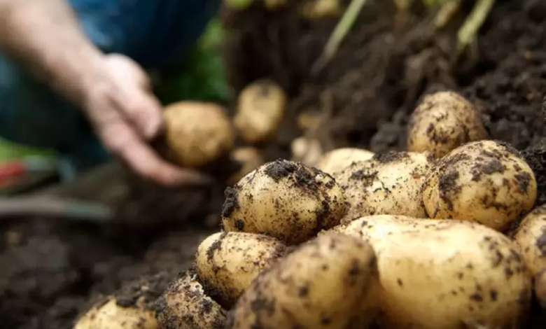 شروط استيراد تقاوي البطاطس في السعودية وقائمة الآفات المحظورة
