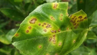 وقاء يعتمد قوائم الآفات الحجرية الجديدة في السعودية 2024