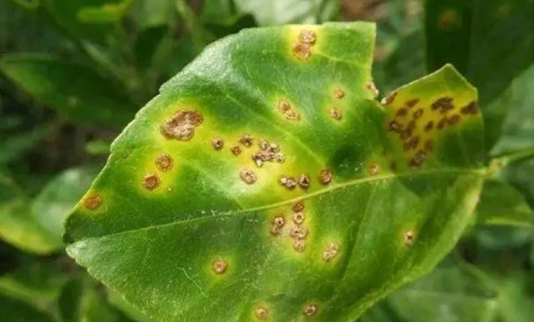 Prevention adopts new quarantine pest lists in Saudi Arabia 2024