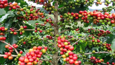 اشتراطات استيراد شتلات البن في السعودية: ضوابط جديدة من وقاء