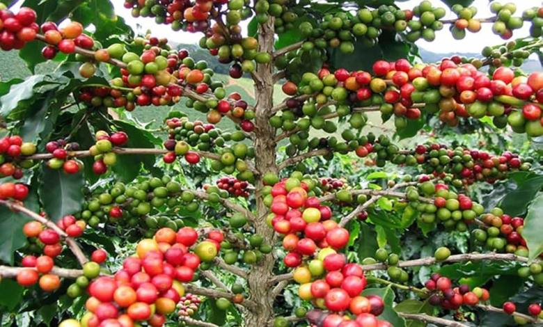 Import requirements for coffee seedlings in Saudi Arabia: New regulations from Wakaa
