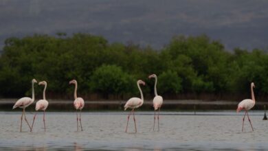 خارطة المحميات الطبيعية في السعودية: الرياض تتصدر القائمة