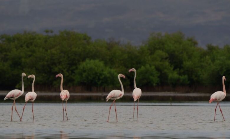 خارطة المحميات الطبيعية في السعودية: الرياض تتصدر القائمة