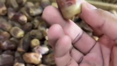 نصائح وزارة البيئة لشراء تمور رمضان بأمان وجودة عالية