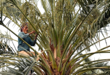 تمور القصيم: إنتاج 584 ألف طن يعزز الاقتصاد والأمن الغذائي