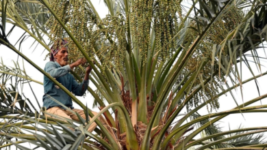 تمور القصيم: إنتاج 584 ألف طن يعزز الاقتصاد والأمن الغذائي