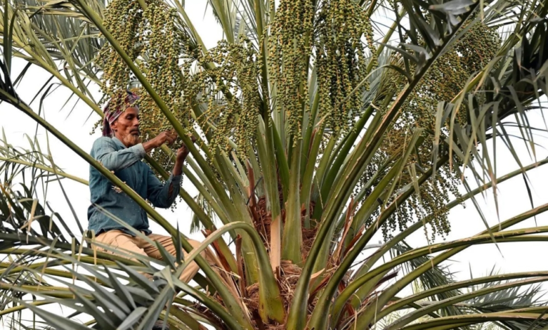 تمور القصيم: إنتاج 584 ألف طن يعزز الاقتصاد والأمن الغذائي