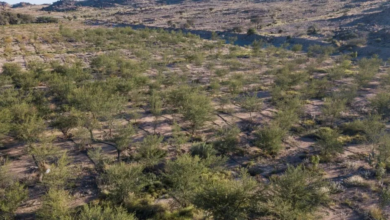 يوم السعودية الخضراء: ريادة نحو التنمية المستدامة