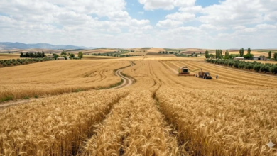 ارتفاع أسعار القمح الأوروبي وتراجع اليورو وسط التوترات