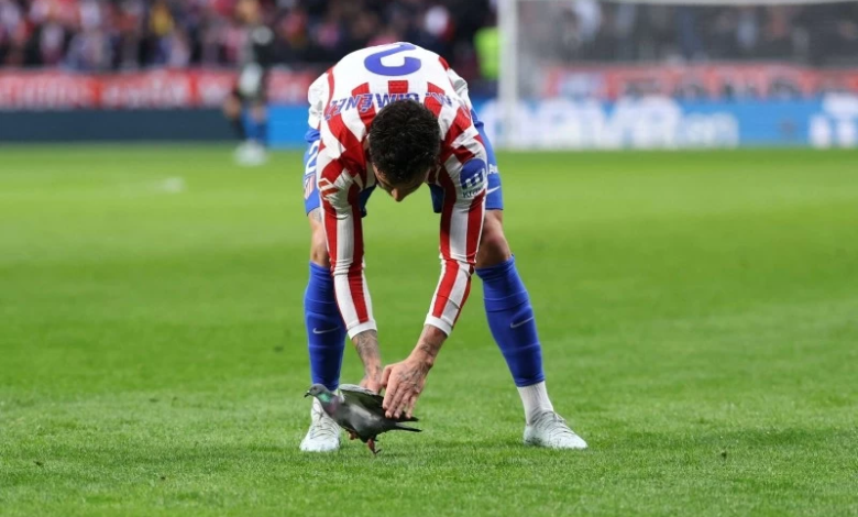 حمامة توقف مباراة أتلتيكو مدريد وريال سوسيداد في الدوري الإسباني