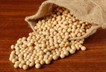 تراجع أسعار فول الصويا إثر تأجيل محادثات أمريكا والصين