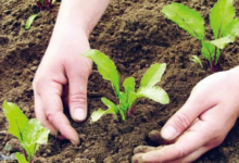 The global fertilizer crisis and food security are exacerbated by tensions in the Middle East