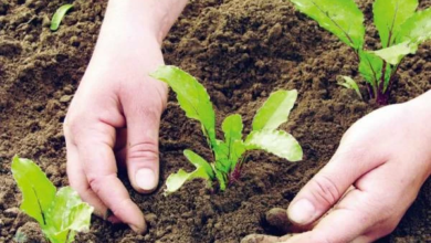 أزمة الأسمدة العالمية والأمن الغذائي بسبب توترات الشرق الأوسط