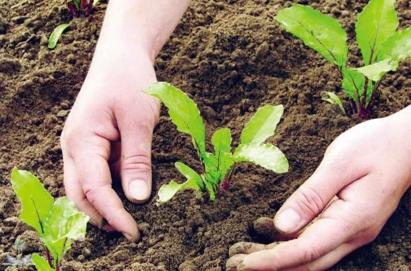 أزمة الأسمدة العالمية والأمن الغذائي بسبب توترات الشرق الأوسط