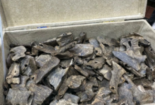 سوق العود الطبيعي والمباخر بالسعودية: انتعاش الأسعار