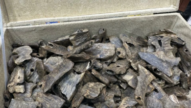 سوق العود الطبيعي والمباخر بالسعودية: انتعاش الأسعار