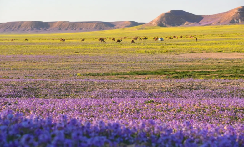 The arrival of Saad Al-Saud: the end of winter and the beginning of the spring equinox in Saudi Arabia