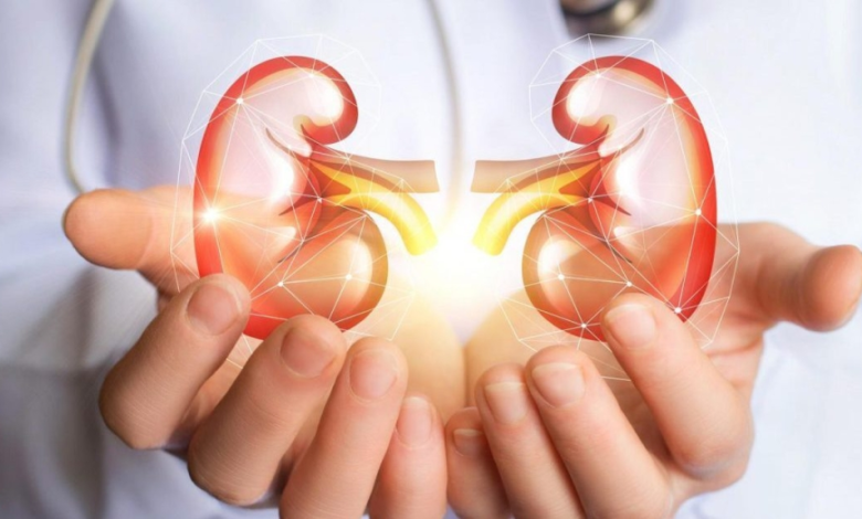 8 قواعد ذهبية من أجل حماية الكلى والوقاية من الأمراض