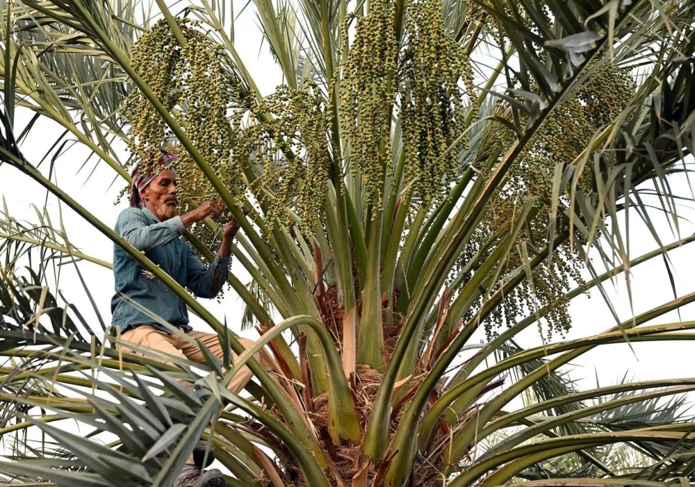 157 ألف طن إنتاج حائل والجوف وعسير من التمور محليًا - أرشيفية