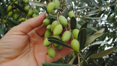 شروط استيراد شتلات الزيتون والوقاية من بكتيريا زيليلا