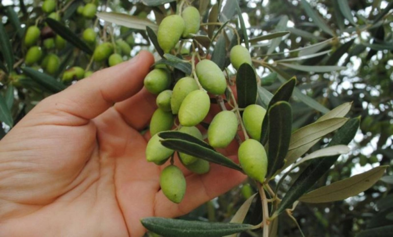 شروط استيراد شتلات الزيتون والوقاية من بكتيريا زيليلا