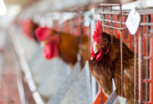 Poultry imports from Argentina banned due to bird flu