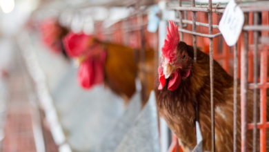 Poultry imports from Argentina banned due to bird flu