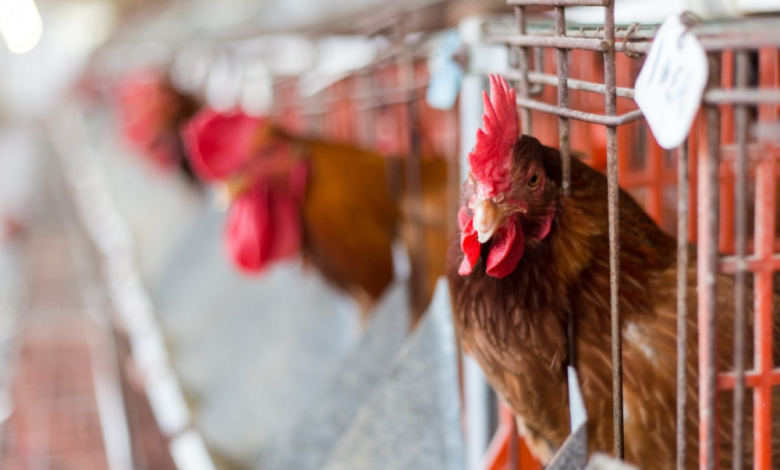 Poultry imports from Argentina banned due to bird flu