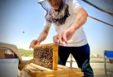 قفزة تاريخية: إنتاج العسل في السعودية يبلغ 7800 طن