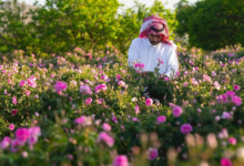 الورد الطائفي: إنتاج 500 مليون وردة وعوائد بـ 52 مليون