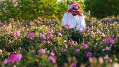 الورد الطائفي: إنتاج 500 مليون وردة وعوائد بـ 52 مليون