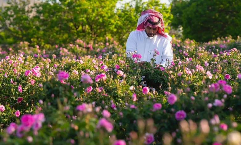 الورد الطائفي: إنتاج 500 مليون وردة وعوائد بـ 52 مليون
