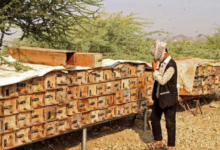 مبيدات زراعية قاتلة بأسماء جذابة تهدد الأمن الغذائي اليمني