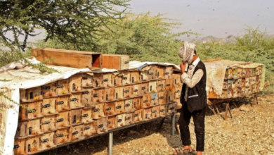 مبيدات زراعية قاتلة بأسماء جذابة تهدد الأمن الغذائي اليمني