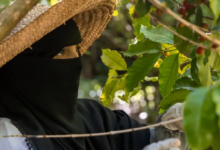 مشروع أممي لدعم مزارعي البن في تعز اليمنية