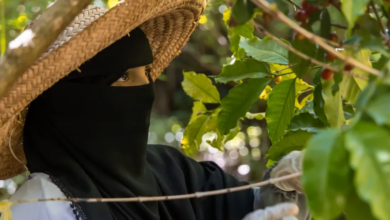 مشروع أممي لدعم مزارعي البن في تعز اليمنية