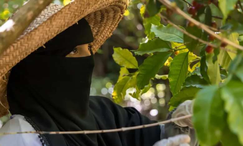 مشروع أممي لدعم مزارعي البن في تعز اليمنية